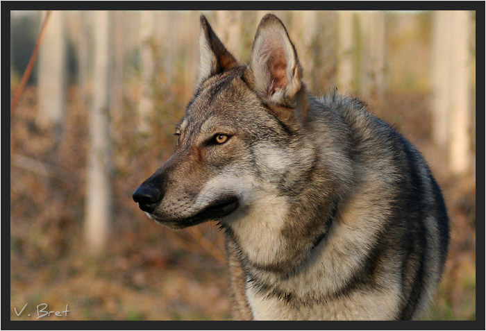 Hybride de loup croisé Chien Loup Tchécoslovaque, American wolfdog