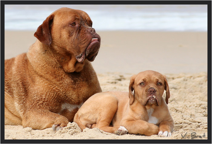 Dogues de Bordeaux adulte et bébé sur la plage