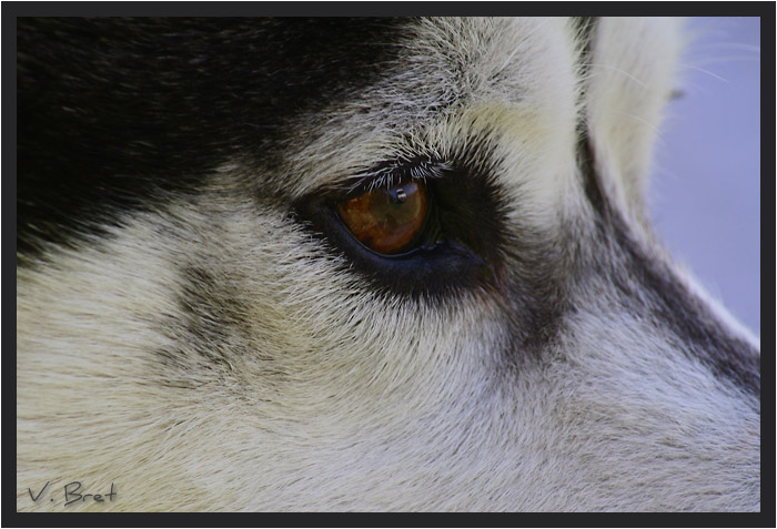 Gros plan sur oeil de Husky de profil