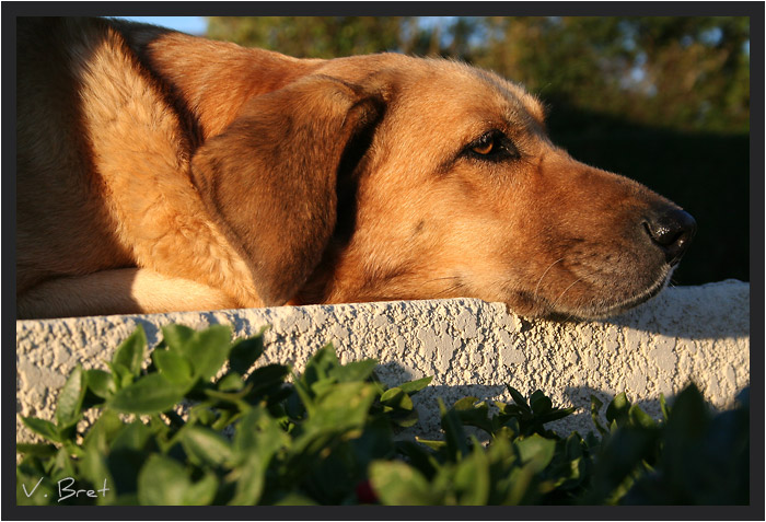 Labrador couché au soleil