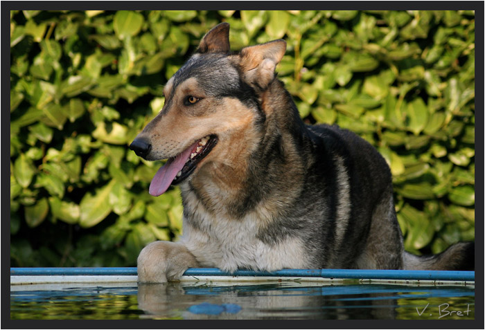 Croisé Chien Loup de Saarloos de profil qui trempe sa patte dans une piscine