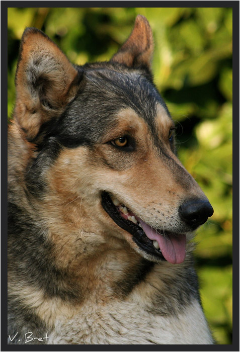Profil droit d'un croisé Chien Loup de Saarloos
