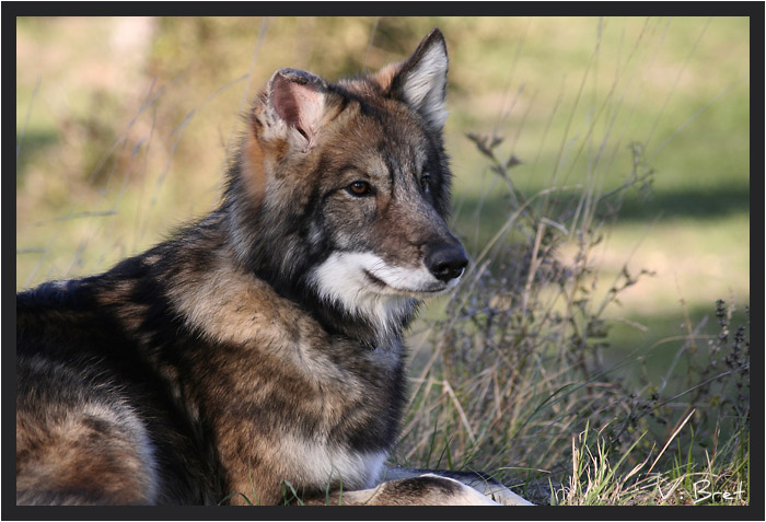 Jeune Hybride de Loup Américain couché dans l'herbe, American Wolfdog