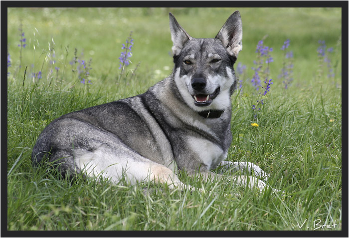 Chien loup de Saarloos croisé Chien loup Tchécoslovaque couché dans l'herbe
