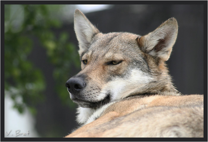Tête hybride de loup Américain croisé chien loup Tchécoslovaque