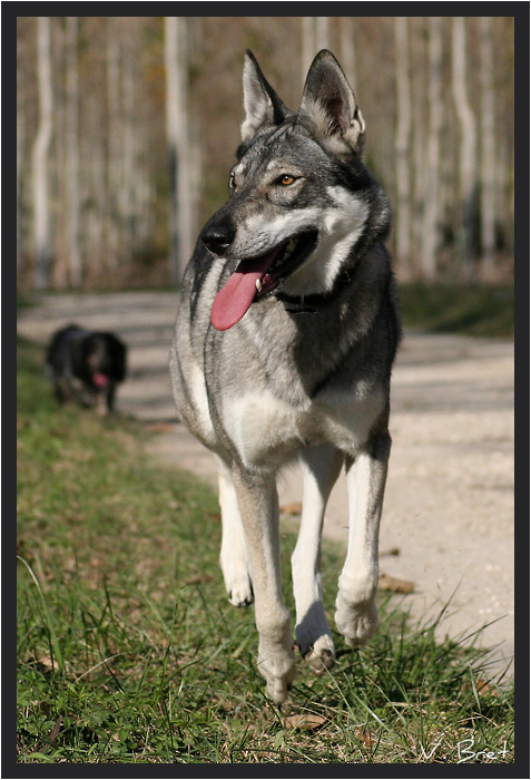 Chien Loup de Saarloos croisé Chien Loup Tchécoslovaque qui court sur un sentier dans les bois