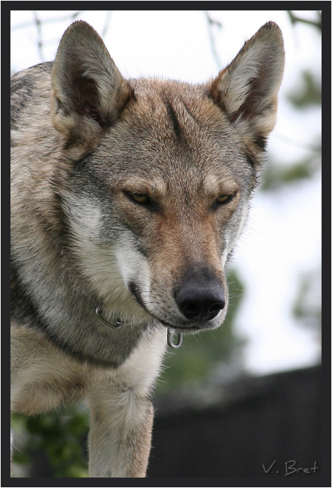 Portrait d'hybride de loup Américain croisé Chien Loup Tchécoslovaque