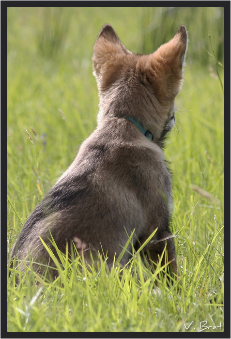 Jeune hybride de loup Américain assis de dos, American Wolfdog