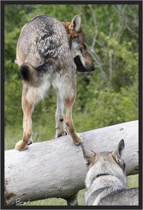Hybride de loup Américain croisé Chien Loup Tchécoslovaque de dos sur un tronc d'arbre
