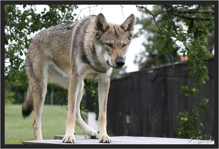 Hybride de loup Américain croisé Chien Loup Tchécoslovaque debout de face