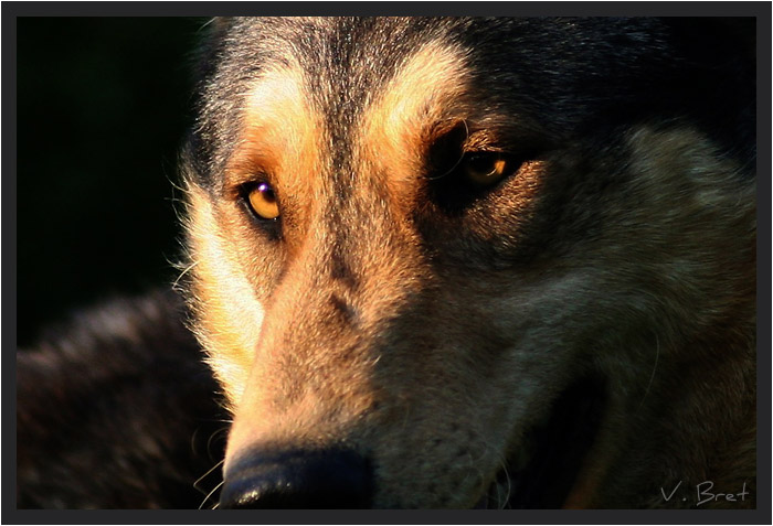 Gros plan des yeux d'un croisé Chien Loup de Saarloos au soleil couchant