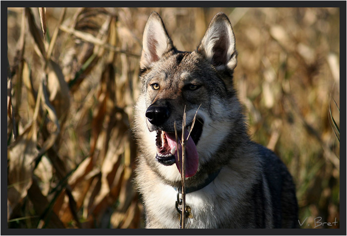 Hybride de loup Américain croisé Chien Loup Tchécoslovaque langue pendante dans les maïs