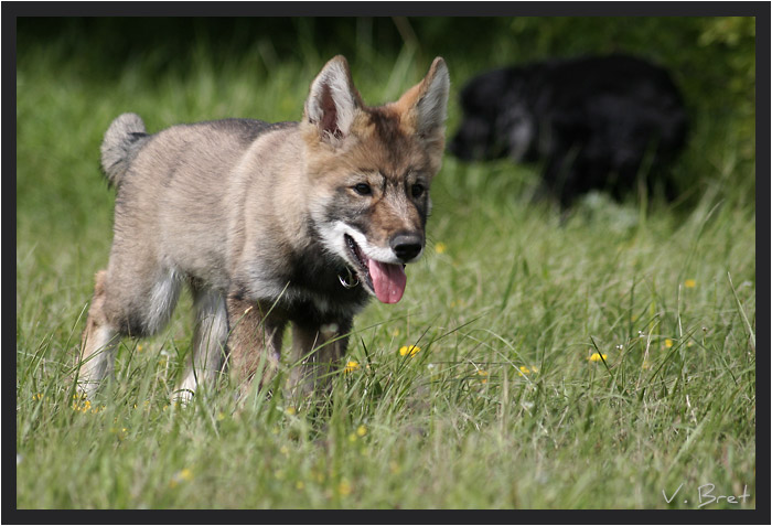 Jeune hybride de loup Américain marchant dans l'herbe langue pendante, American Wolfdog