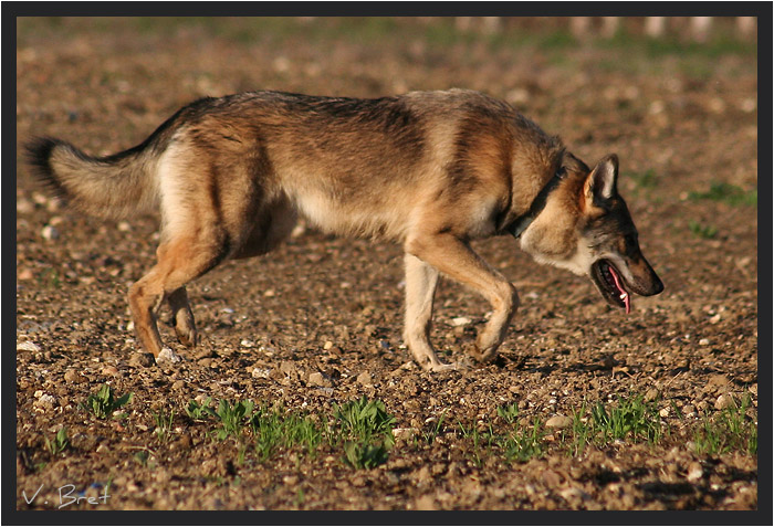 Hybride de loup Américain croisé Chien Loup Tchécoslovaque marchant de profil