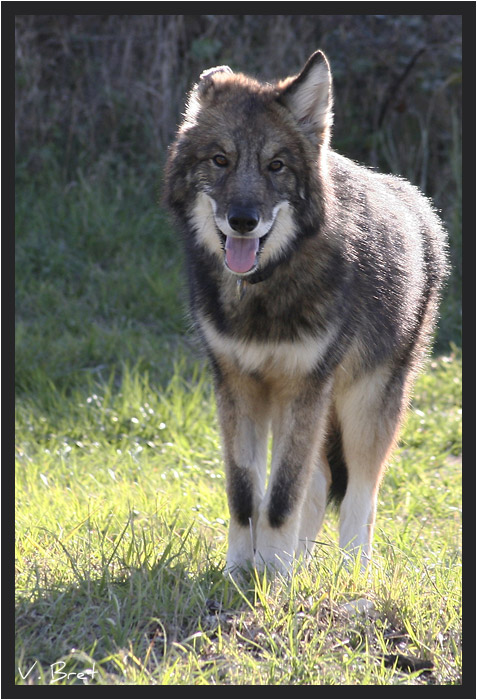 Jeune Hybride de loup Américain debout de face, American Wolfdog