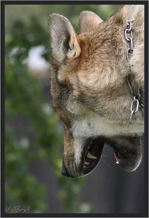 Tête gueule ouverte de dos d'hybride de loup Américain croisé Chien Loup tchécoslovaque