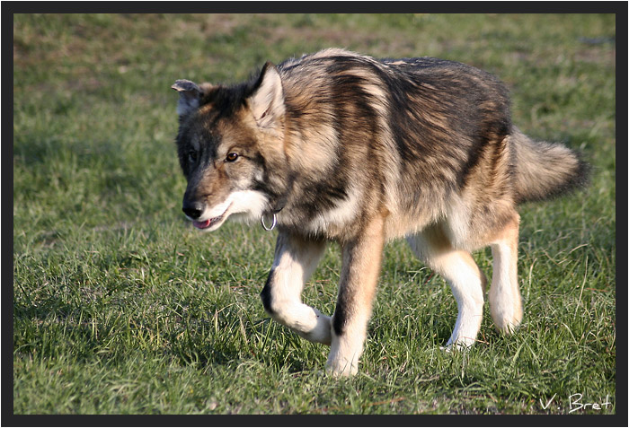 Jeune Hybride de loup Américain marchant dans l'herbe, American Wolfdog