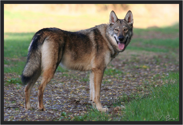 Hybride de loup Américain croisé Chien Loup Tchécoslovaque debout profil droit